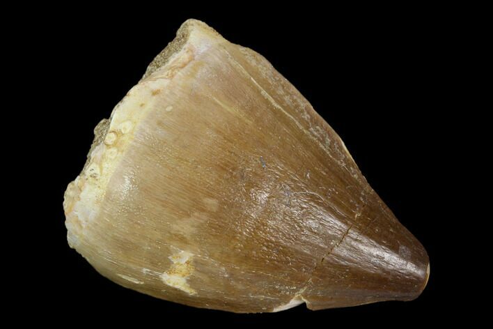 Mosasaur (Prognathodon) Tooth - Morocco #118904